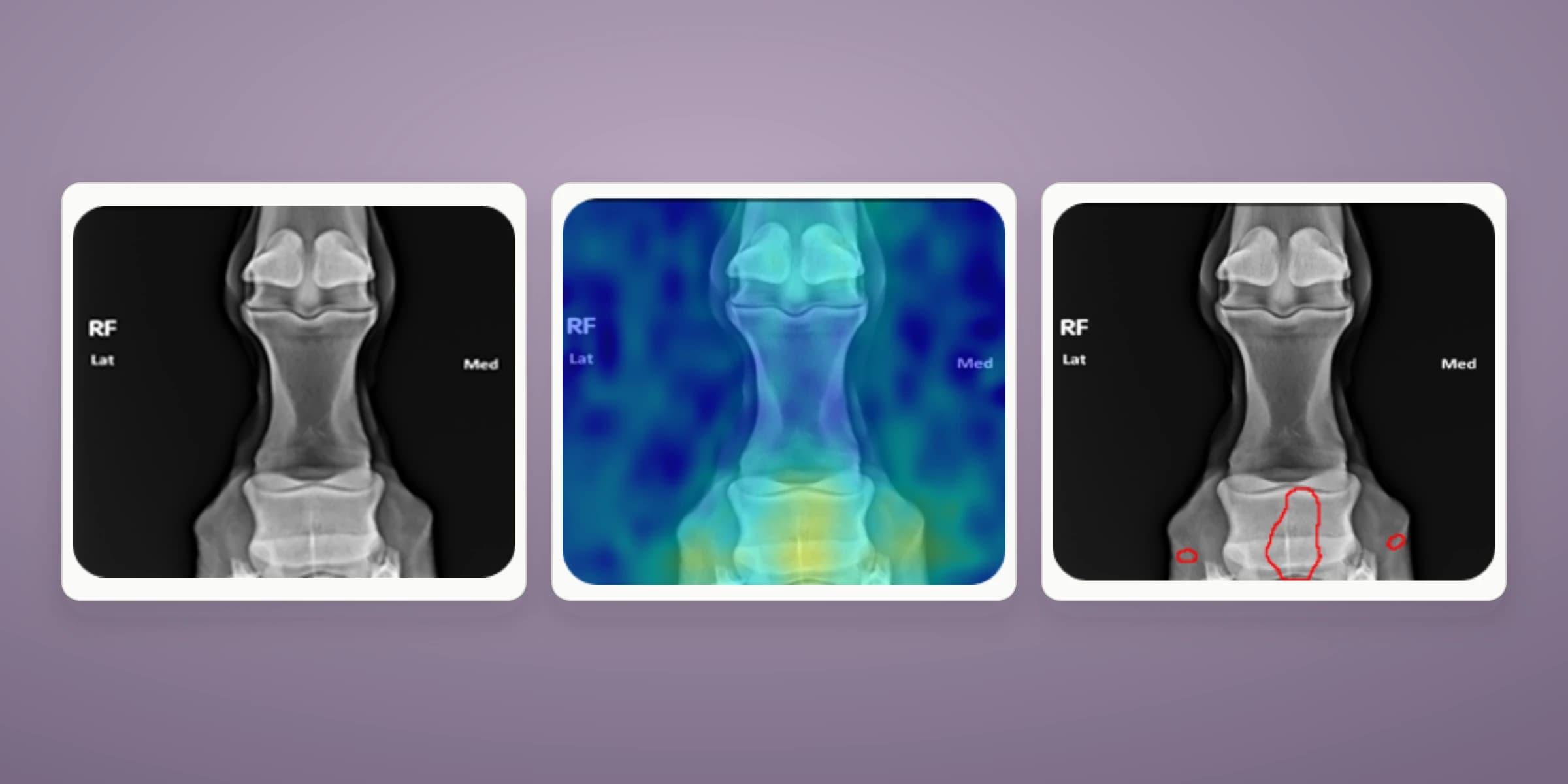 Radiographie équine, carte de chaleur et contours de détection issus de l’étude Delara Vision