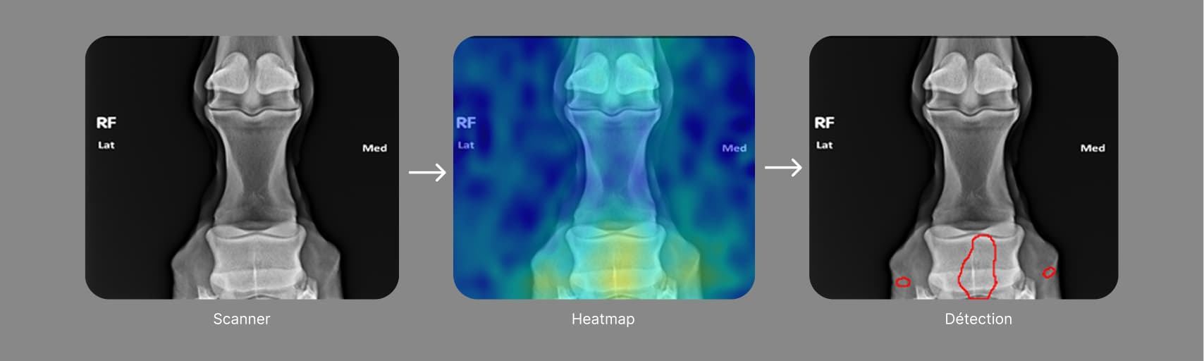 Computer vision pour l'imagerie équine : étude exploratoire